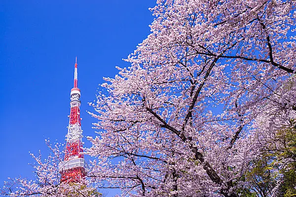 東京タワーは赤と白 なぜ ゴールデンゲートブリッジは兄弟のよしみ Tenki Jpサプリ 16年03月30日 日本気象協会 Tenki Jp