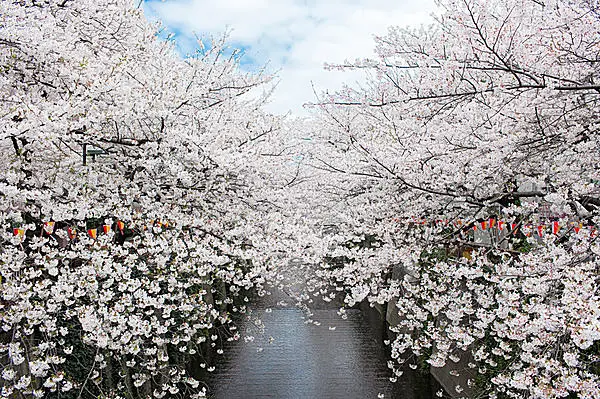 七十二候「桜始開(さくらはじめてひらく)」。お花見シーズンの 七十二候「桜始開(さくらはじめてひらく)」。お花見シーズンの