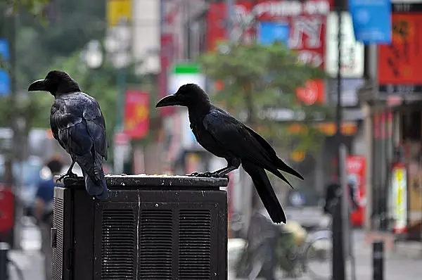 多くの神話にも登場するカラス 被害が増えるこれからの時期 まずはカラスの生態を知ることが大切 Tenki Jpサプリ 16年04月11日 日本気象協会 Tenki Jp 多くの神話にも登場するカラス 被害が増えるこれからの時期 まずはカラスの生態を知ることが大切 Tenki Jpサプリ 16年04月11日 日本気象協会 Tenki Jp