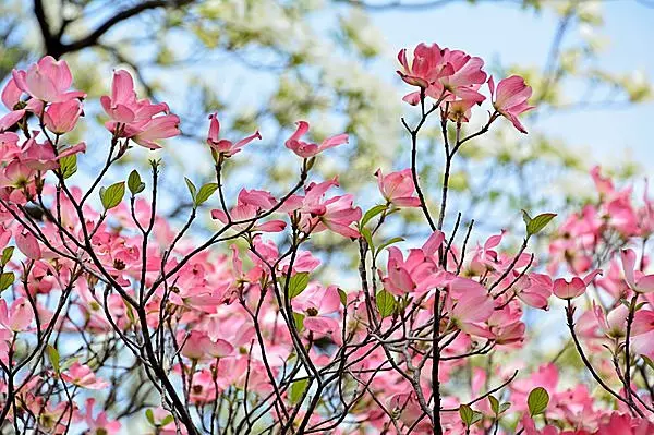 花水木 晩春から初夏にかけて美しい花をつける和名 アメリカヤマボウシ Tenki Jpサプリ 16年04月18日 日本気象協会 Tenki Jp 花水木 晩春から初夏にかけて美しい花をつける和名 アメリカヤマボウシ Tenki Jpサプリ 16年04月18日 日本気象協会 Tenki Jp