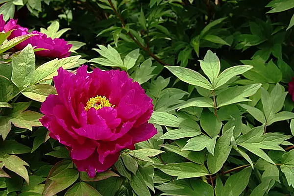 目にも麗し 百花の王が艶やかに咲くころ 七十二候 牡丹華 ぼたんはなさく Tenki Jpサプリ 16年04月30日 日本気象協会 Tenki Jp