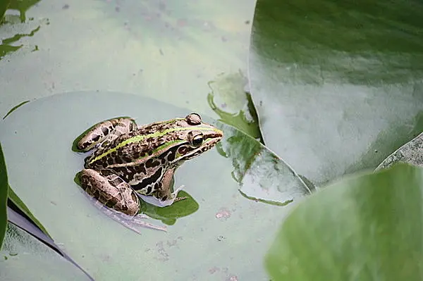 カエルは水に棲む人類 七十二候 蛙始鳴 かわずはじめてなく Tenki Jpサプリ 16年05月06日 日本気象協会 Tenki Jp