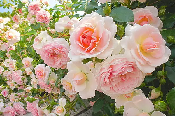 花暦 5月 薔薇 ばら 初夏の日差しに ライトアップに 花の女王に会いに行く Tenki Jpサプリ 16年05月17日 日本気象協会 Tenki Jp 花暦 5月 薔薇 ばら 初夏の日差しに ライトアップに 花の女王に会いに行く Tenki Jpサプリ 16年05月17日 日本気象協会 Tenki Jp
