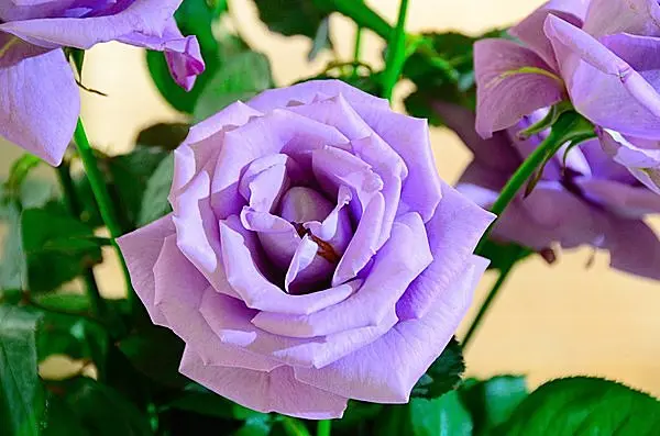 青いバラ の花言葉が 不可能 から 夢 かなう に Tenki Jpサプリ 16年05月28日 日本気象協会 Tenki Jp
