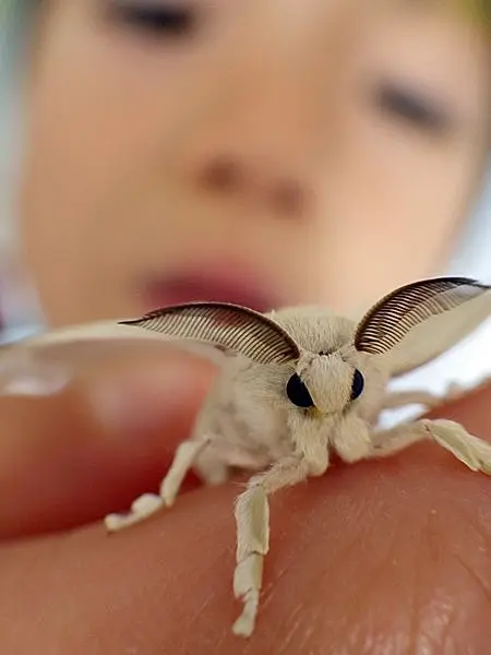 ひんやり可愛いカイコが起きて桑をはむ！ 蚕起食桑（かいこおきてくわをはむ）。(季節・暮らしの話題 2016年05月22日) - 日本気象協会  tenki.jp