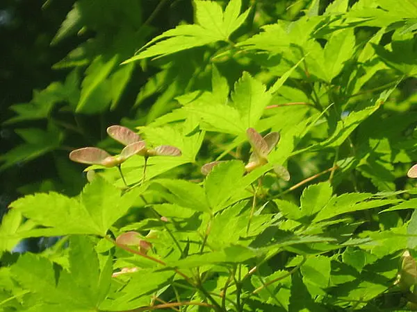 秋 鮮赤色に色づく紅葉 春に花が咲くのをご存じですか 季節 暮らしの話題 16年05月27日 日本気象協会 Tenki Jp