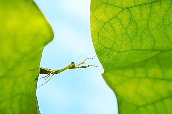 聖なる虫のカマキリが悪役になったワケ 七十二候 蟷螂生 かまきりしょうず Tenki Jpサプリ 16年06月07日 日本気象協会 Tenki Jp