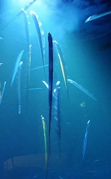 刀 カタナ のように長く 銀色に輝く旬魚 太刀魚 たちうお Tenki Jpサプリ 16年09月10日 日本気象協会 Tenki Jp