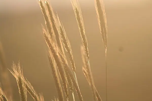 大麦 小麦 オーツ麦 もち麦 ライ麦 カラス麦 麦にもいろいろあるんだなあ Tenki Jpサプリ 16年10月24日 日本気象協会 Tenki Jp
