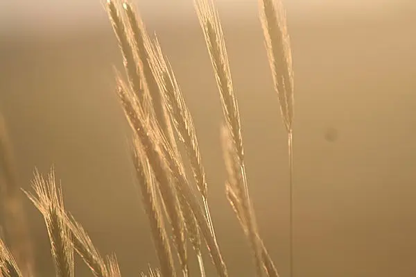 大麦 小麦 オーツ麦 もち麦 ライ麦 カラス麦 麦にもいろいろあるんだなあ Tenki Jpサプリ 16年10月24日 日本気象協会 Tenki Jp 大麦 小麦 オーツ麦 もち麦 ライ麦 カラス麦 麦にもいろいろあるんだなあ Tenki Jpサプリ 16年10月24日 日本気象協会 Tenki Jp