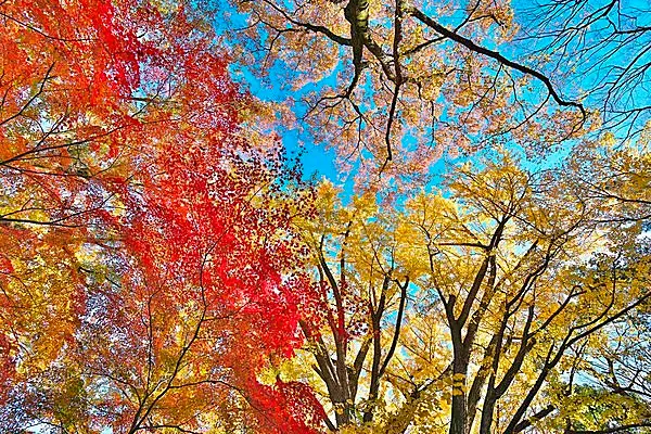 七十二候＜楓蔦黄〜もみじつたきばむ〜＞紅葉狩りとは 錦をまとった美女を狩ること!?(季節・暮らしの話題 2016年11月02日) - 日本気象協会  tenki.jp