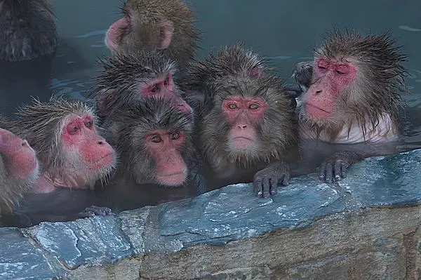 サルが温泉でまったり 北海道新幹線 開業1周年 春の函館で ほっこり 気分 Tenki Jpサプリ 17年03月19日 日本気象協会 Tenki Jp