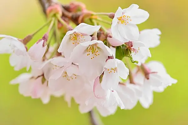 春 真っ盛り ところで 梅 桃 桜 の見分け方 わかりますか Tenki Jpサプリ 15年04月13日 日本気象協会 Tenki Jp