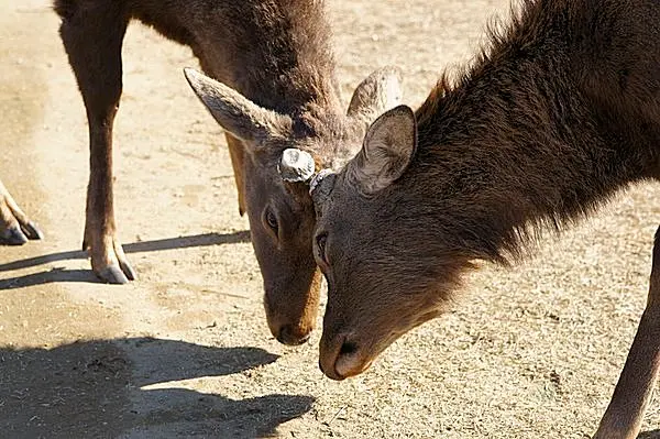 鹿の角 鹿のツノ シカの角 約69cm シカのツノ ヘッドスカル 鹿角 オブジェ 置物 兵庫県姫路市から  23-679(その他)｜売買されたオークション情報、yahooの商品情報をアーカイブ公開 - オークファ その他