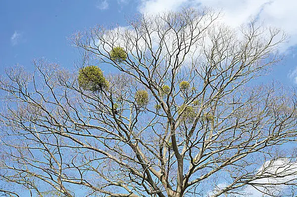 大地の軛 くびき から解き放たれた神聖な宇宙樹 ヤドリギとクリスマスの浅からぬ関係とは Tenki Jpサプリ 16年12月24日 日本気象協会 Tenki Jp