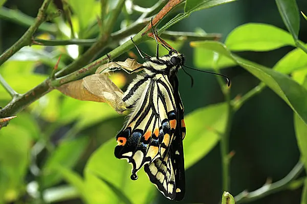 さあ 蝶も飛ぶ準備 いよいよ春が始まります 七十二候 菜虫蝶と化す Tenki Jpサプリ 17年03月15日 日本気象協会 Tenki Jp