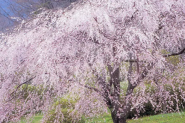 二十四節気「清明」。いよいよお花見本番へ！春季玲瓏・春満開の日本 