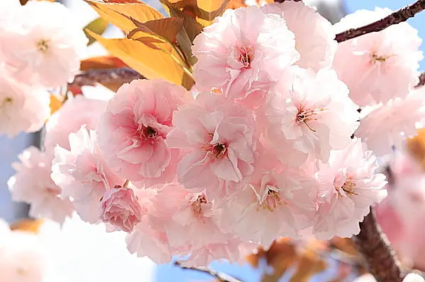 奈良七重七堂伽藍八重桜――俳句歳時記を楽しむ(季節・暮らしの話題 2017年04月17日) - 日本気象協会 tenki.jp