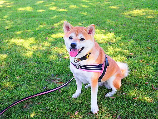 江戸川 犬 リード外す 人気