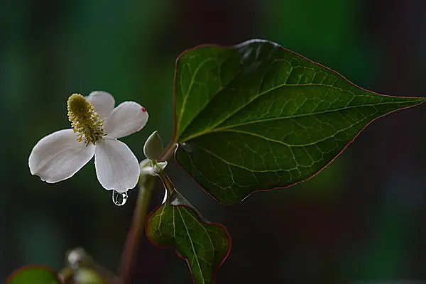 半日陰にひっそり咲く白い花 ドクダミ の過酷な環境に負けない強さの秘密とは Tenki Jpサプリ 17年05月28日 日本気象協会 Tenki Jp