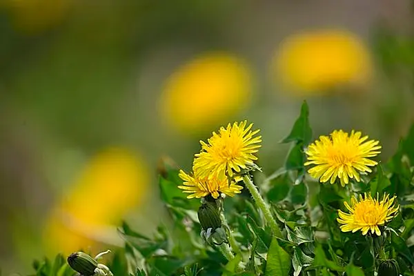 金子みすず「星とたんぽぽ」から～春の花・たんぽぽを愛でる(季節 