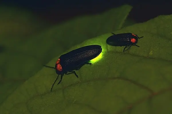 ゲンジもヘイケも世界的な希少種。七十二候「腐草為蛍（くされたるくさほたるとなる）」(季節・暮らしの話題 2017年06月11日) - 日本気象協会  tenki.jp