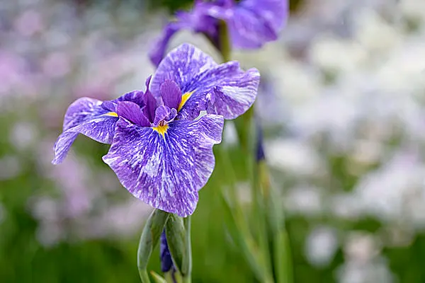 虹の女神イリスの名を冠されたアヤメの織り成す絢爛たる迷宮 七十二候 菖蒲華 あやめはなさく Tenki Jpサプリ 17年06月26日 日本気象協会 Tenki Jp