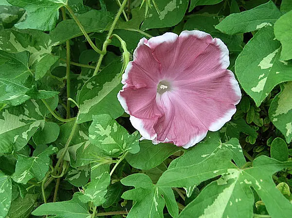 夏の風物詩 あさがお 開花の時期到来 こんなよもやま話知ってますか Tenki Jpサプリ 17年07月05日 日本気象協会 Tenki Jp