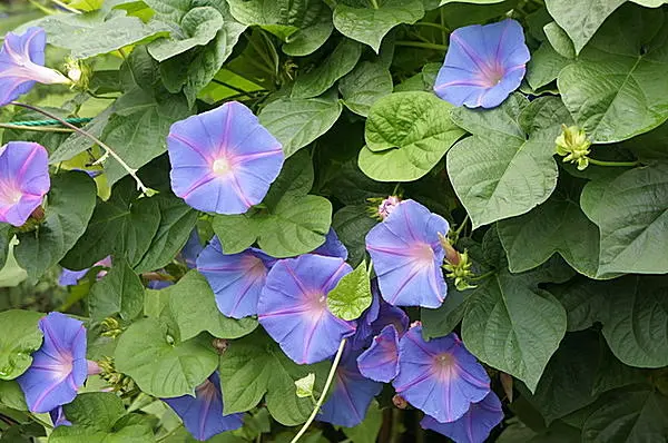 夏の風物詩 あさがお 開花の時期到来 こんなよもやま話知ってますか Tenki Jpサプリ 17年07月05日 日本気象協会 Tenki Jp