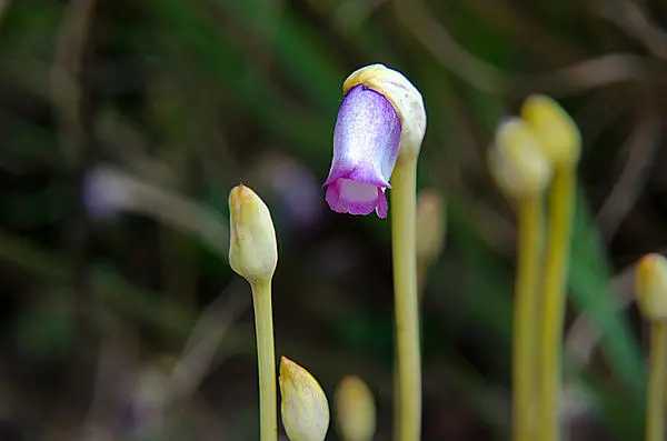 古名はゆかしき「思ひ草」。秋の野辺の奇花・ナンバンギセルの