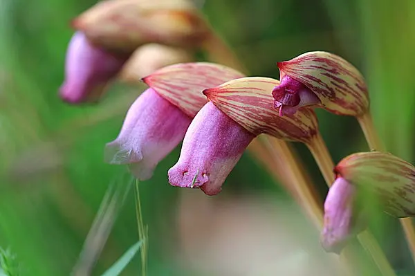 古名はゆかしき「思ひ草」。秋の野辺の奇花・ナンバンギセルの咲く季節