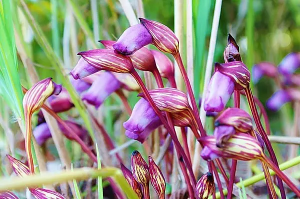 古名はゆかしき「思ひ草」。秋の野辺の奇花・ナンバンギセルの