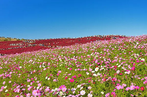 只今紅葉の見ごろを迎えた コキア ほうきぎ と旬の とんぶり との意外な関係をご存知でしたか Tenki Jpサプリ 17年10月01日 日本気象協会 Tenki Jp