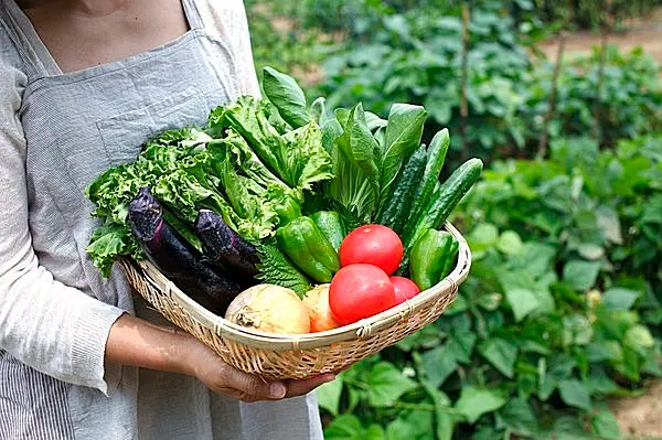 広めの家庭菜園などにいかがでしょうか - その他