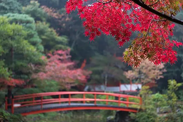 七十二候＜霎時施〜こさめ ときどきふる〜＞もみじ染める雨は芭蕉の