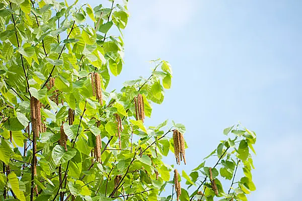 スギのない北海道も花粉の季節到来 ハンノキが早くも飛散 4月からはシラカバ Tenki Jpサプリ 15年03月28日 日本気象協会 Tenki Jp