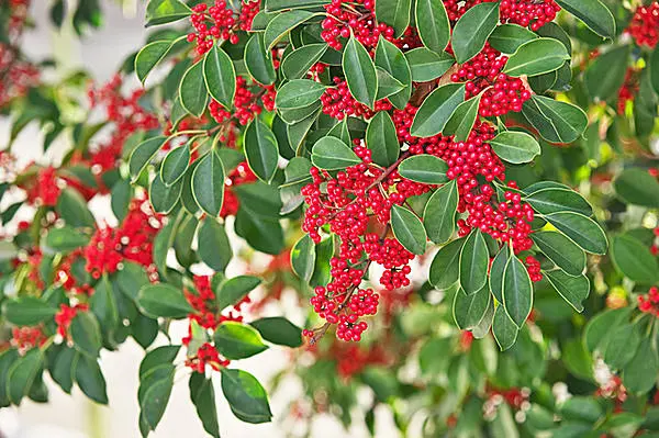 秋の小鳥たちが集まる赤い実のなる木 何の木かご存知ですか 季節 暮らしの話題 17年11月18日 日本気象協会 Tenki Jp