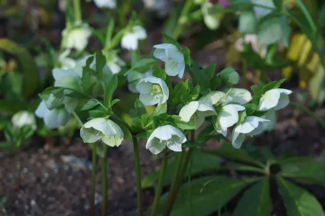 クリスマスの花をいくつ言えますか 北欧 ヨーロッパでクリスマスに愛されてきたヒヤシンス Tenki Jpサプリ 17年12月24日 日本気象協会 Tenki Jp