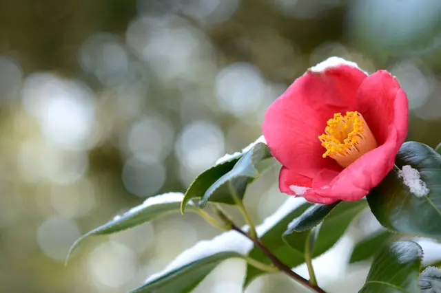 一足早く新しい春の到来を愛でる花 椿 こんなよもやま話ご存知ですか Tenki Jpサプリ 18年01月23日 日本気象協会 Tenki Jp