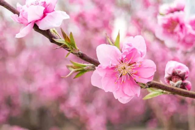 桃の節句 邪気払いの 桃 の花と 梅 桜 の区別がつきますか Tenki Jpサプリ 18年03月03日 日本気象協会 Tenki Jp