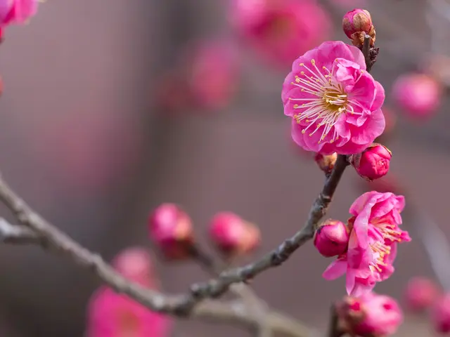 桃の節句 邪気払いの 桃 の花と 梅 桜 の区別がつきますか Tenki Jpサプリ 18年03月03日 日本気象協会 Tenki Jp