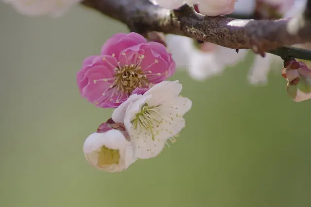 1本の梅の木に白と紅が なぜ同じ木に違う色の花が咲くのか Tenki Jpサプリ 18年03月19日 日本気象協会 Tenki Jp 1本の梅の木に白と紅が なぜ同じ木に違う色の花が咲くのか Tenki Jpサプリ 18年03月19日 日本気象協会 Tenki Jp