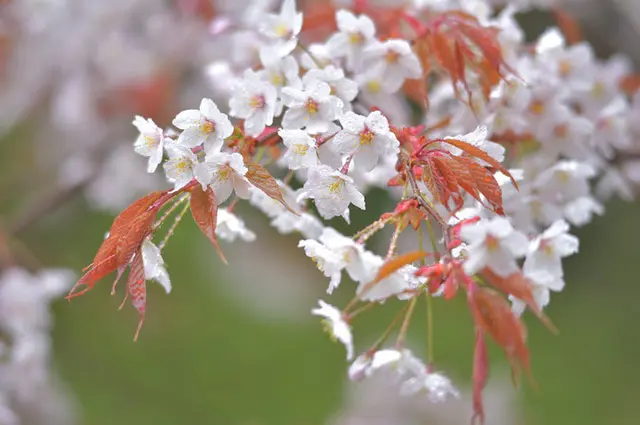 桜の季節がやってきた こんなよもやま話ご存知ですか 復讐から精神美まで Tenki Jpサプリ 18年03月日 日本気象協会 Tenki Jp