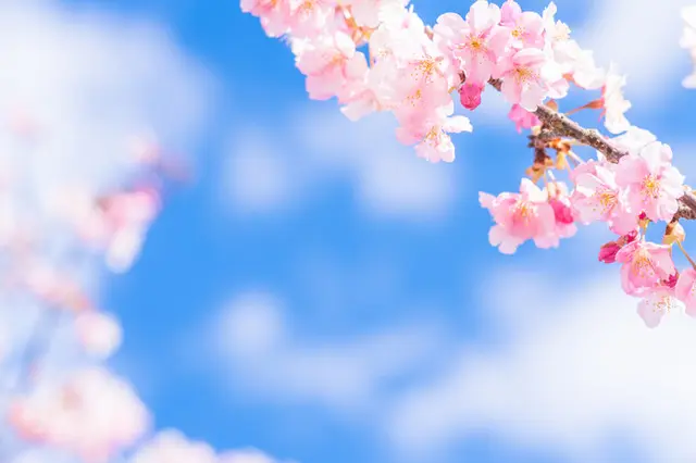 春爛漫』 数限定！華やかな桜のリース 見くびる