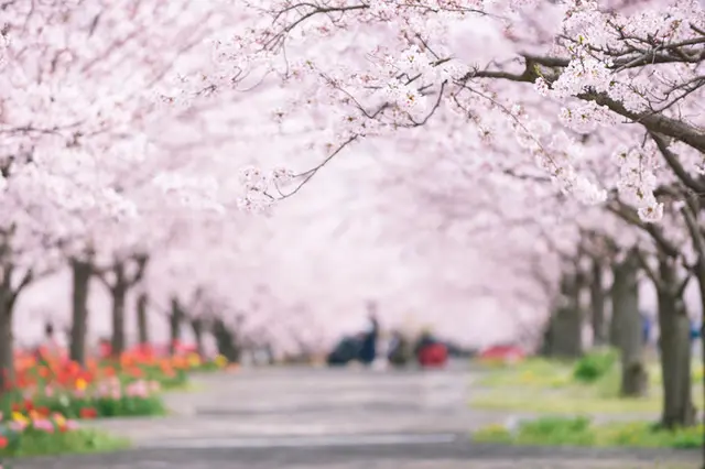 春爛漫』 数限定！華やかな桜のリース 見くびる