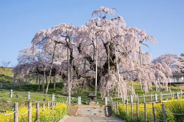 春爛漫の4月「卯月」。満開の花時が訪れる桜前線北上中！(季節