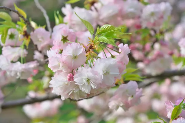 知っているようで知らない 染井吉野 と 八重桜 の違い Tenki Jpサプリ 18年04月07日 日本気象協会 Tenki Jp
