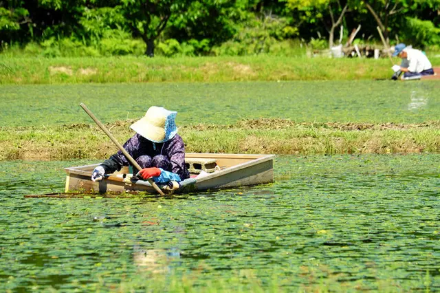 ヌルヌルが命の じゅんさい って何だ 北日本で食べる水草の新芽 Tenki Jpサプリ 18年05月08日 日本気象協会 Tenki Jp