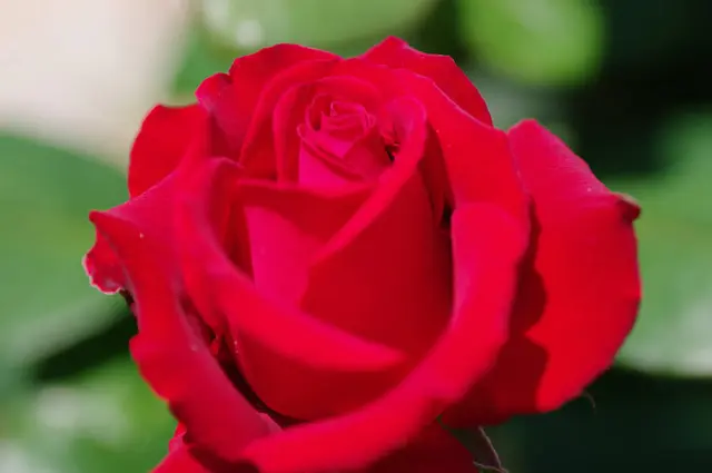 ただいま見頃の薔薇 バラ 薔薇のある生活を楽しもう tenki jpサプリ 2018年05月24日 日本気象協会 tenki jp