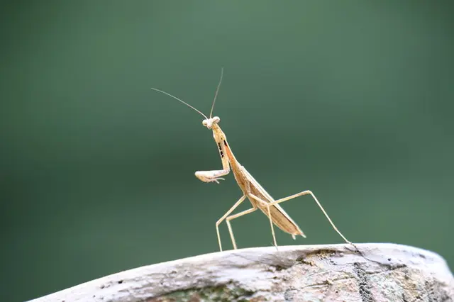 6 本 足 の コレクション 虫